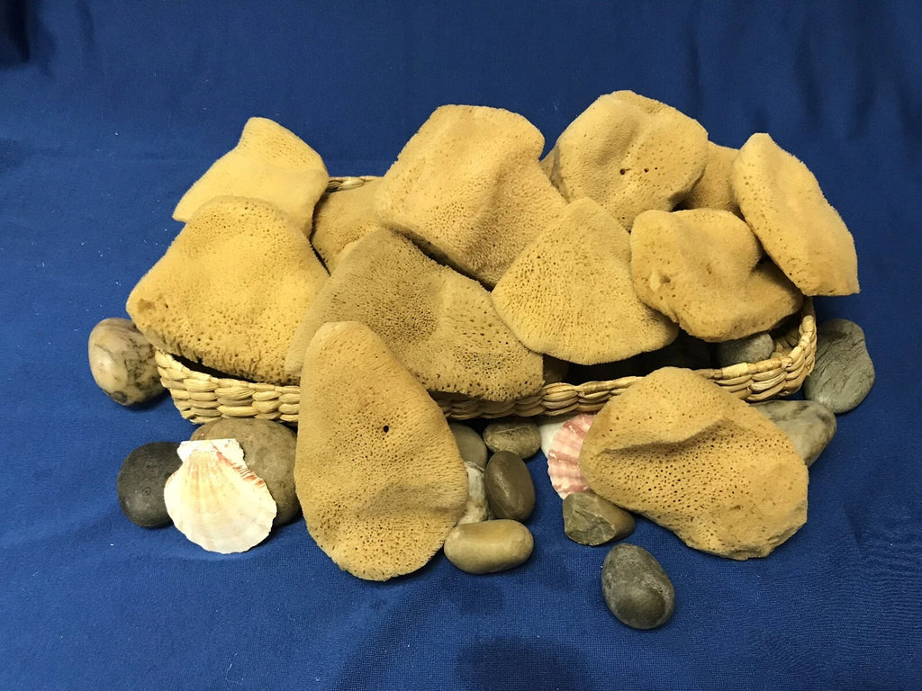 Mediterranean Elephant Ear  Sponges 3"- 3.5"
