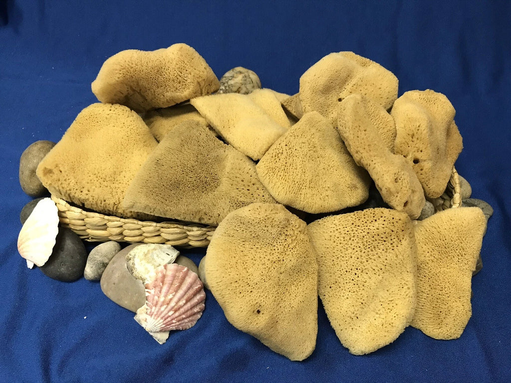 Mediterranean Elephant Ear  Sponges 3"- 3.5"