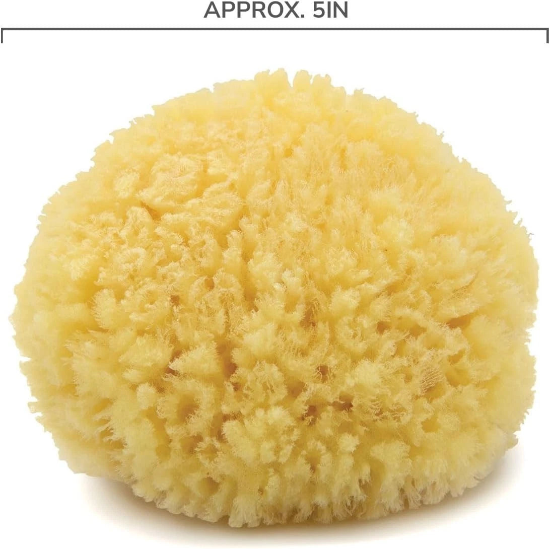 Caribbean Sea Silk Sponge 5-6 inches - Hand-Cut, Gentle on Skin, Eco-Conscious