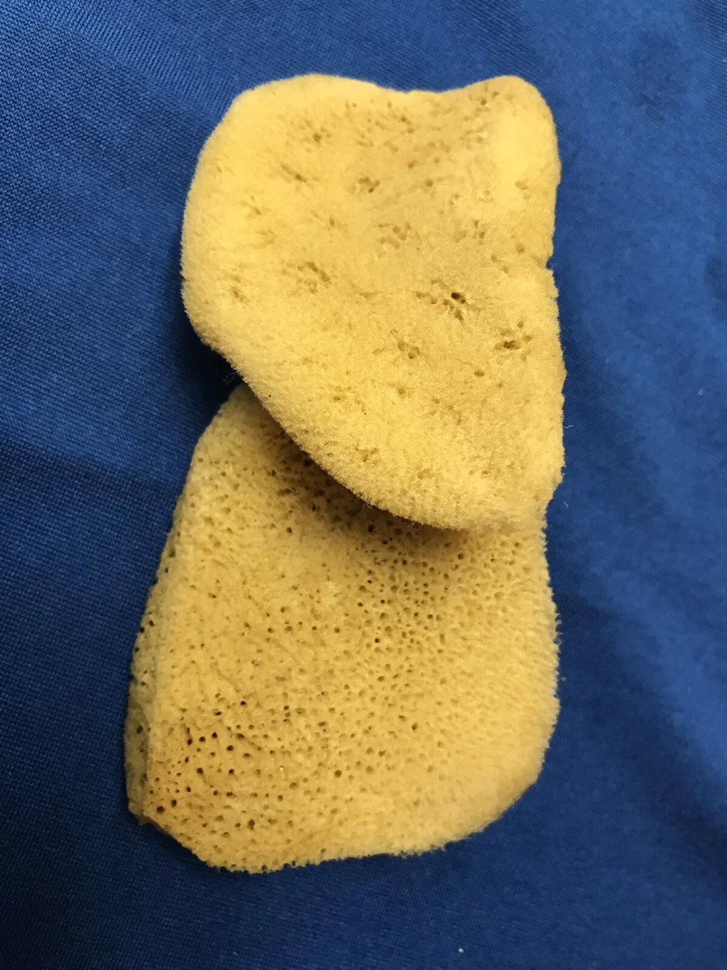 Mediterranean Elephant Ear  Sponges 3"- 3.5"