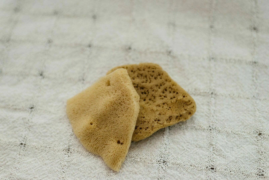 Mediterranean Elephant Ear  Sponges 3"- 3.5"