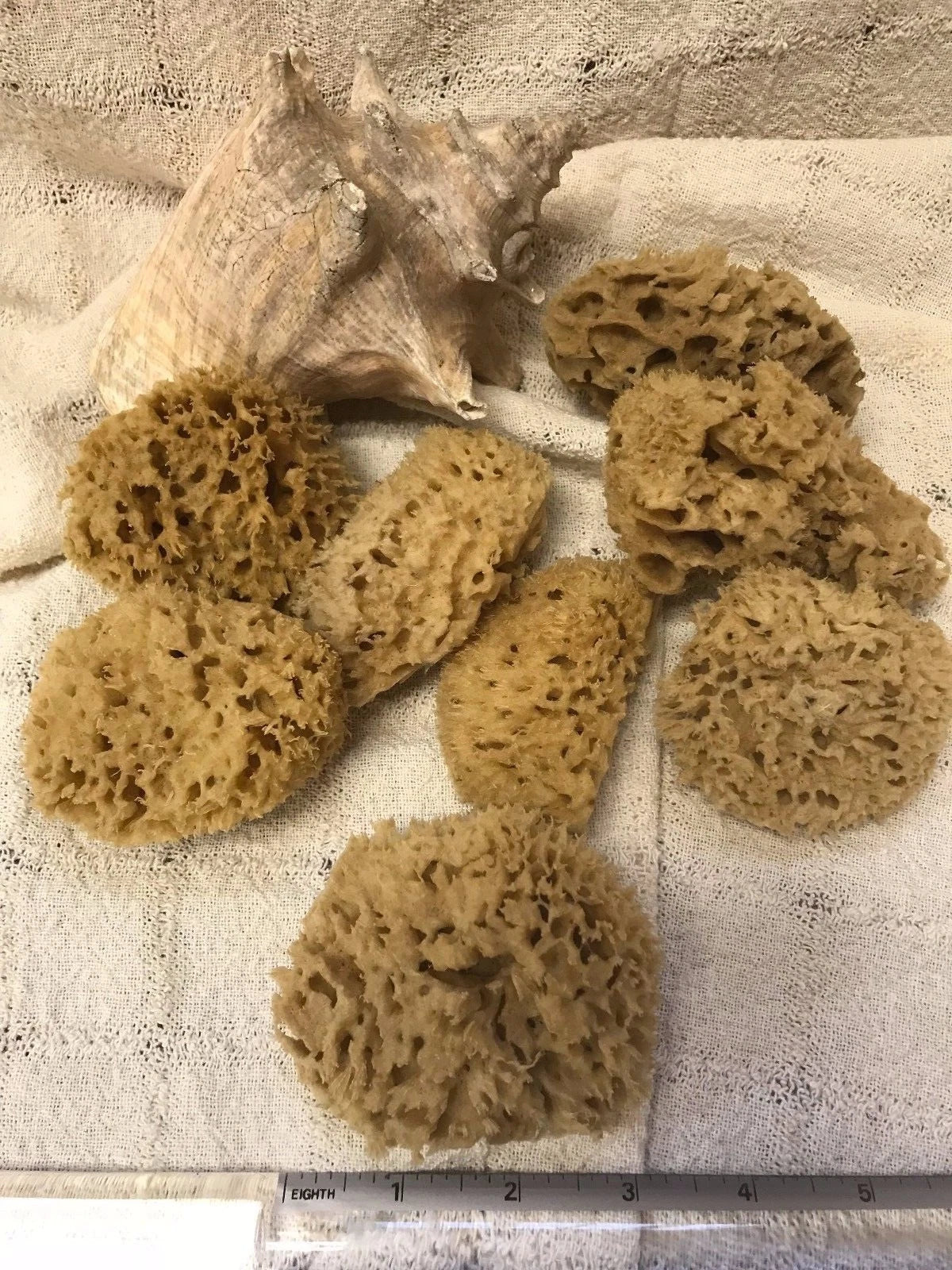 Mediterranean Natural Sea Wool Sponges  Approx. 2.5"- 3" each (SET OF 5)