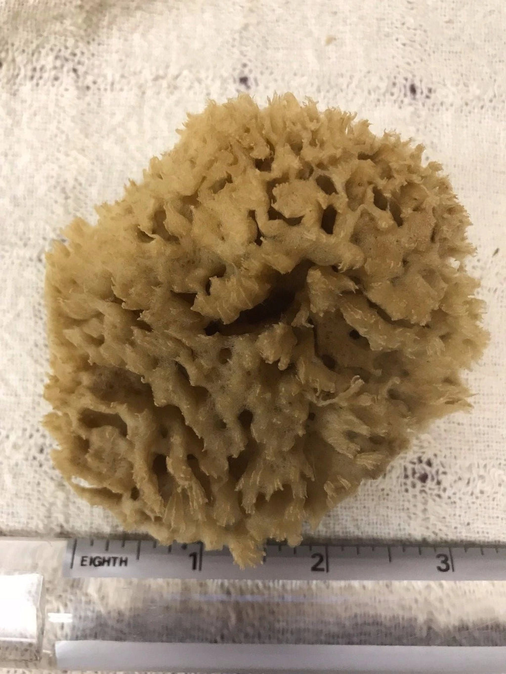 Mediterranean Natural Sea Wool Sponges  Approx. 2.5"- 3" each (SET OF 5)