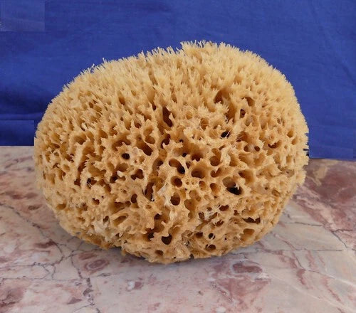 Natural Sea Sponge BATH 16cm Large @@@ BROWN