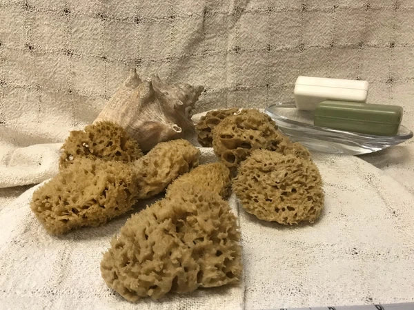 Mediterranean Natural Sea Wool Sponges  Approx. 2.5"- 3" each (SET OF 5)
