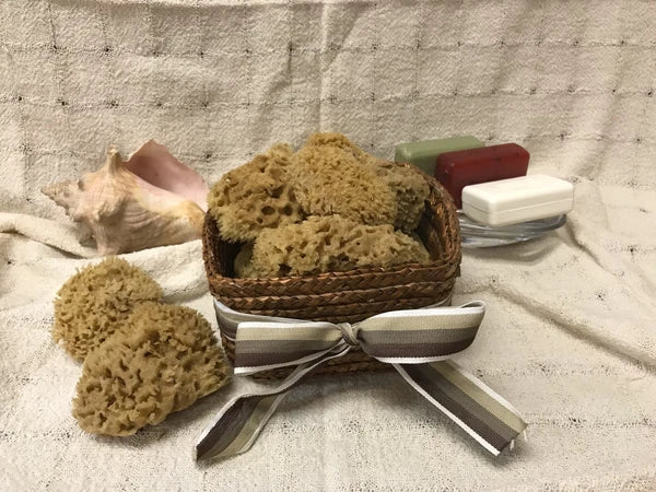 Mediterranean Natural Sea Wool Sponges  Approx. 2.5"- 3" each (SET OF 5)