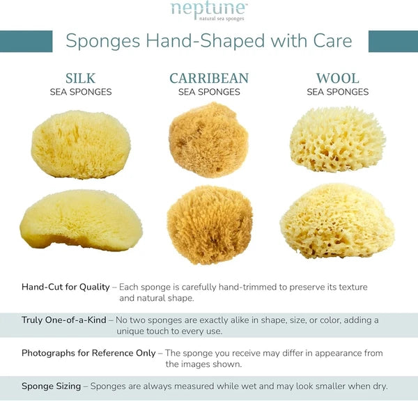 Caribbean Sea Silk Sponge 5-6 inches - Hand-Cut, Gentle on Skin, Eco-Conscious
