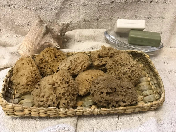 Mediterranean Natural Sea Wool Sponges  Approx. 2.5"- 3" each (SET OF 5)