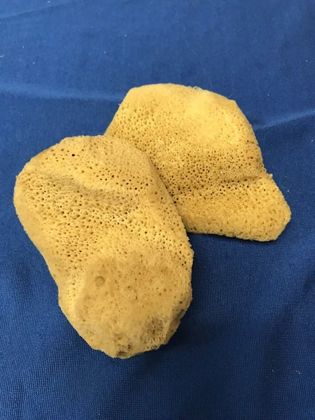Mediterranean Elephant Ear  Sponges 3"- 3.5"
