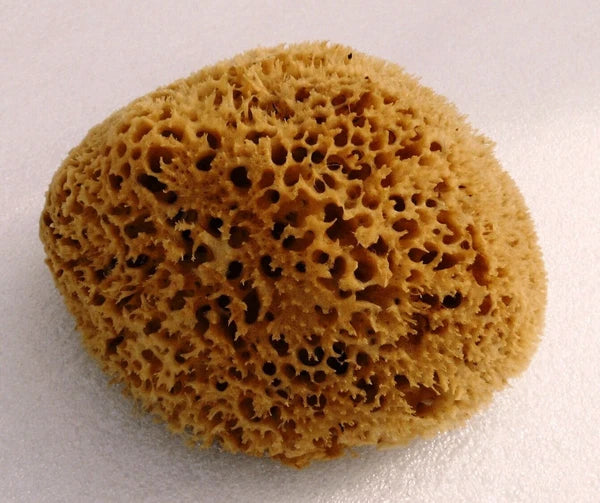Natural Sea Sponge BATH 16cm Large @@@ BROWN
