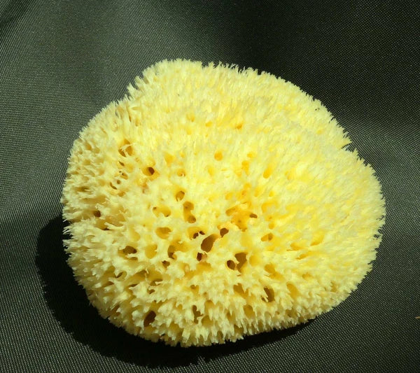 superior quality sponge  16cm Large FROM GREECE
