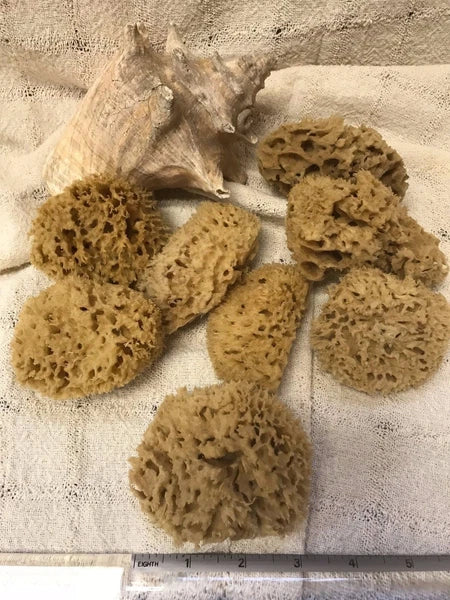Mediterranean Natural Sea Wool Sponges  Approx. 2.5"- 3" each (SET OF 5)